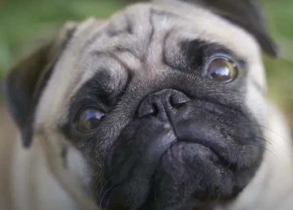 Los perros de nariz chata, como los Carlinos, establecen antes contacto visual con las personas