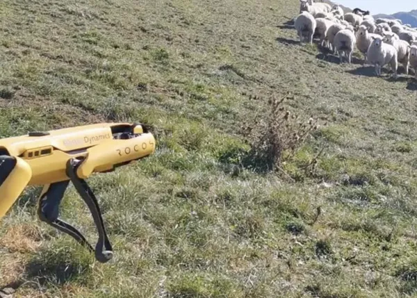 Perros para pastorear ovejas, ¿versión robótica?