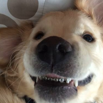 Ortodoncia para perros: Wesley y sus aparatos