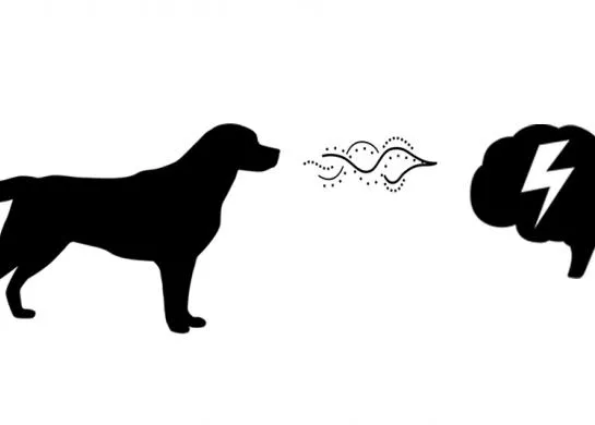 Los perros son capaces de detectar las crisis epilépticas por el olor