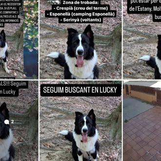 El extraño caso de Lucky: siguen buscando a este mestizo …