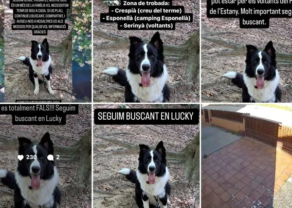 El extraño caso de Lucky: siguen buscando a este mestizo de Border Collie, robado de su casa en Girona