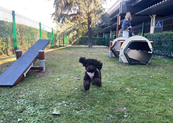 Parques para perros en Madrid para ir con tu mascota