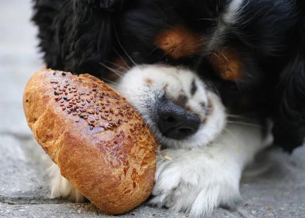 ¿Los perros pueden comer pan sin ningún problema? 