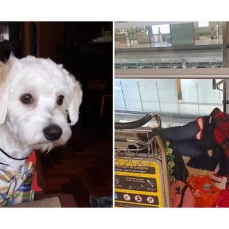Luno, el perro, sigue retenido en Barajas: han ordenado que …