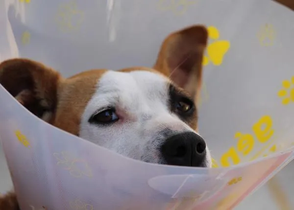 Primeros auxilios que pueden salvar la vida de tu perro: cómo actuar si un can se atraganta o no respira