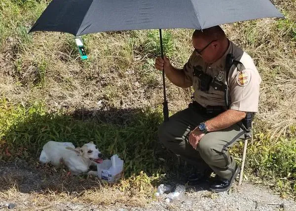 Una perra abandonada, malherida y a punto de sufrir un golpe de calor, ¡adoptada por el policía que la salvó!