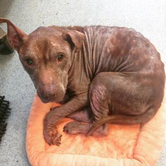 Un perro rescatado tras años de maltrato descubre el calor …