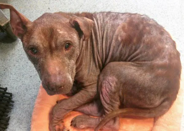 Un perro rescatado tras años de maltrato descubre el calor de un hogar