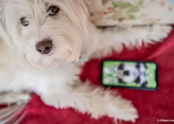 Nomofobia en acción: un 40% estarían dispuestos a separarse de su perro un mes ¡antes que de su móvil!