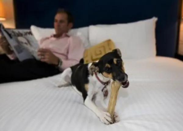 5 Hoteles para Hospedarte con tu Mascota en Miami