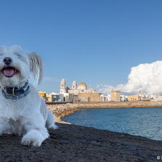 Cádiz con perro: dónde comer (muy bien), visitas sorprendentes, planes …