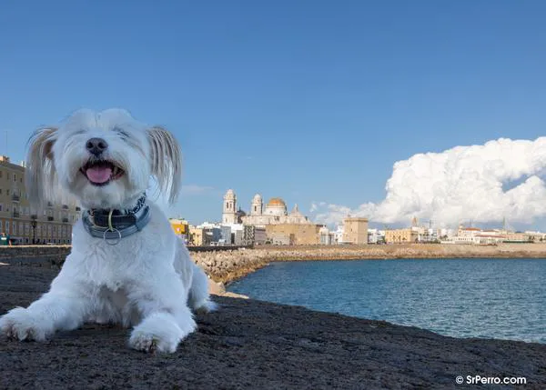 Cádiz con perro: dónde comer (muy bien), visitas sorprendentes, planes en barco y mucho más