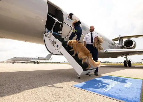 Nace la primera línea aérea para volar con perros de cualquier tamaño: BARK Air