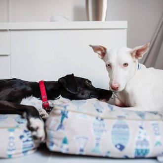 Historias de perros (adoptados): Tito e Hilario, dos canes que …