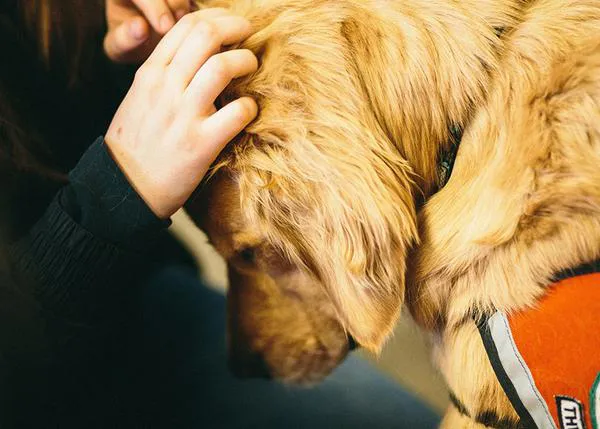 La clave está en el contacto físico, en las caricias: así es cómo los perros de terapia mejoran el bienestar de las personas