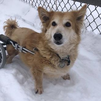 Perros en silla de ruedas disfrutando de la nieve en …