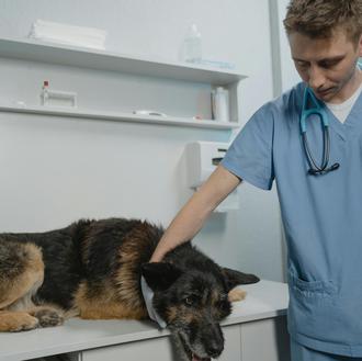 Burnout y fatiga por compasión en los veterinarios españoles y …