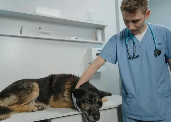 Burnout y fatiga por compasión en los veterinarios españoles y el Proyecto Calidad de Vida