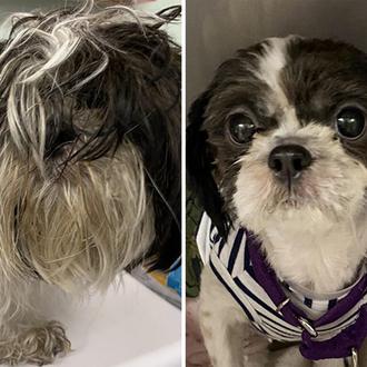 Las 10 transformaciones de perros abandonados más impresionantes: un concurso …