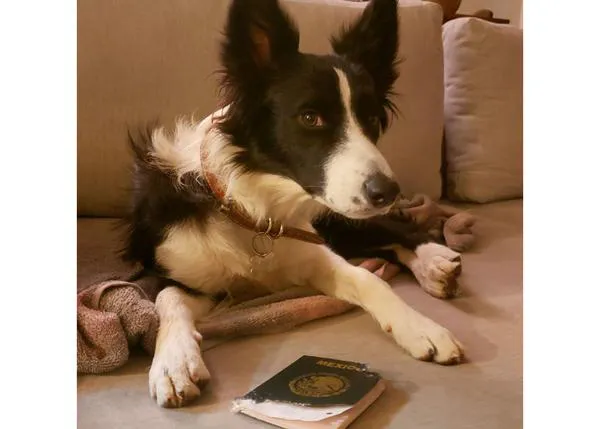 ¿El perro se comió los deberes? Aún mejor, la perra se comió su pasaporte antes de un viaje