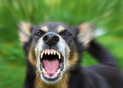 La rabia canina: claves para evitar la enfermedad