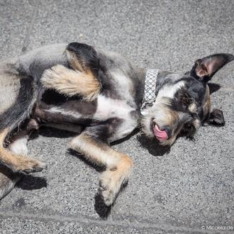 Cómo hacer el Alpha Roll a un perro: rascándole la …