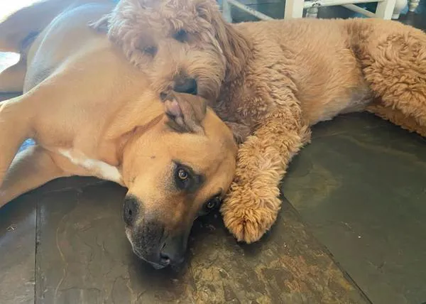 Un perro con narcolepsia, que iba a ser sacrificado por su criador, es ahora 