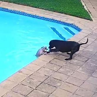 Una perra logra salvar a su 