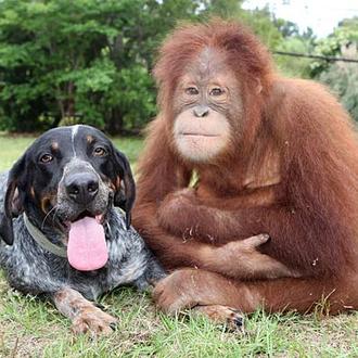Amistades improbables pero ciertas: Surya y Roscoe, el orangután y …