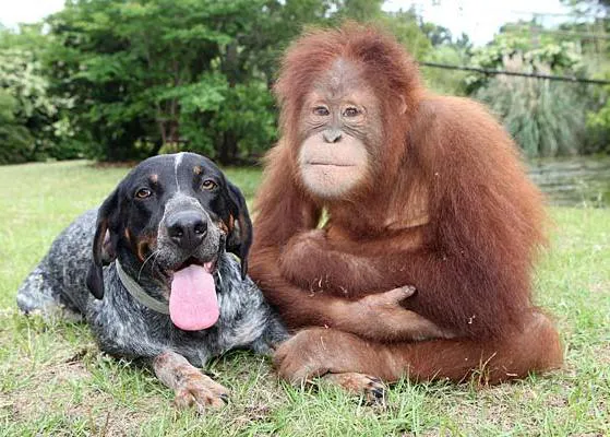 Amistades improbables pero ciertas: Surya y Roscoe, el orangután y el perro
