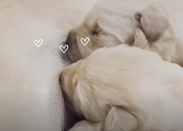 Un tierno vídeo nos muestra el proceso por el que un cachorrote se convierte en perro guía