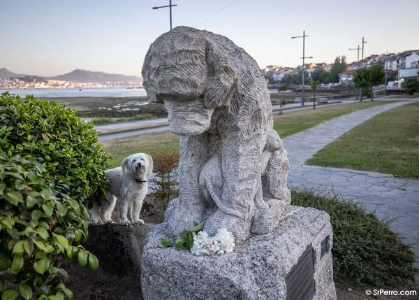 Homenajes perrunos en España: desde Moaña a Oviedo pasando por Madrid, estatuas de perros con arte e historia