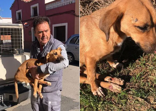 ¡¡Han encontrado sano y salvo a Ángel, el perro paraplégico perdido tras un accidente de coche en Valdepeñas!!