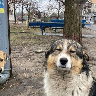 Hachiko en Ucrania: los voluntarios que ayudan a perros y …