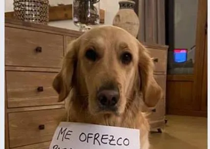 La Guardia Civil identifica y denuncia a una persona que ofreció perros en alquiler en reiteradas ocasiones
