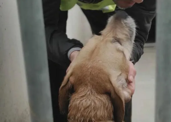 80 personas presas y 14 perros (10 de ellos ya adoptados) han participado en el Proyecto Freesoul de Souling