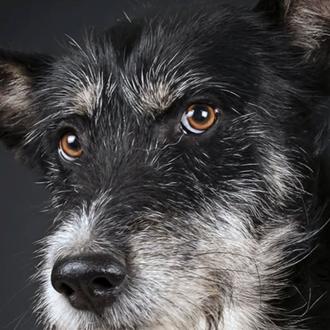 La mirada de los perros abandonados, la mirada de Andrés …