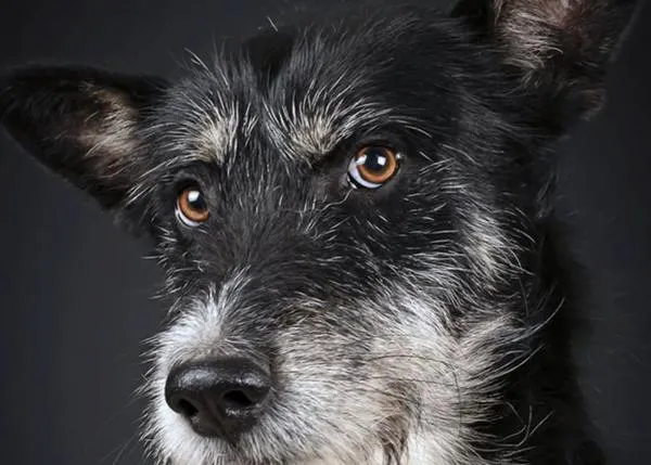 La mirada de los perros abandonados, la mirada de Andrés López, el fotógrafo que cuenta historias para salvar vidas