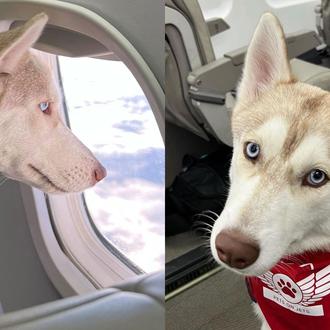 ¿Líneas aéreas que admiten a perros más grandes en cabina …