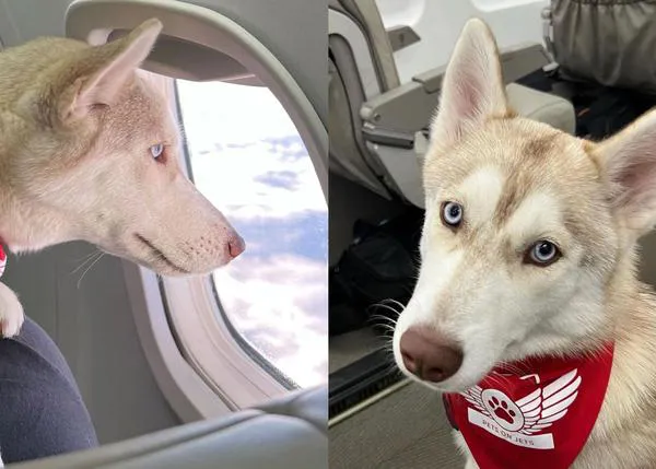 ¿Líneas aéreas que admiten a perros más grandes en cabina? Son pocas, pero existen