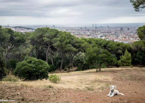 Voluntarias del CAAC de Barcelona piden empatía y respeto para que sus perros puedan tener un paseo sin estrés