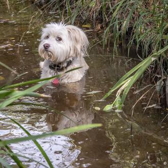 El nivel de ruido seguro para los perros es inferior …