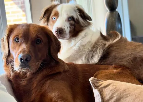 Una perra despierta a su hermano perro, sordo, para que sepa que los humanos han vuelto a casa (y se hacen virales)