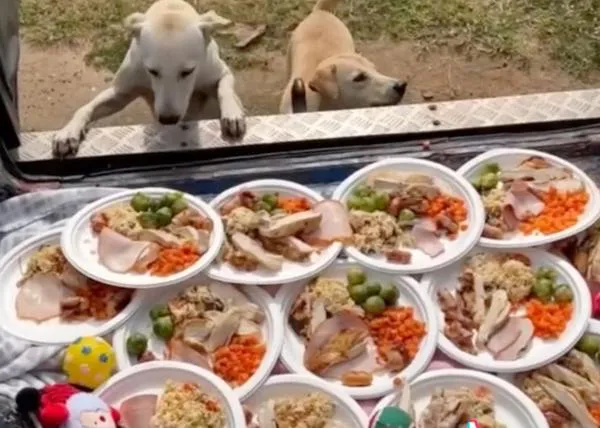 ¿Cómo celebran la Navidad los perros de la calle de Tailandia? Con ayuda de un hombre, con un festín y regalos