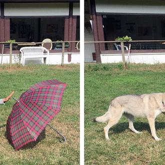 Tu perro te observa y recuerda lo que has hecho …