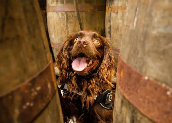 Una nariz para el Whisky, o cómo un perro es el encargado del control de calidad en una destilería