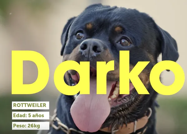 La muy peculiar campaña para fomentar el reciclaje con un Rottweiler llamado Darko