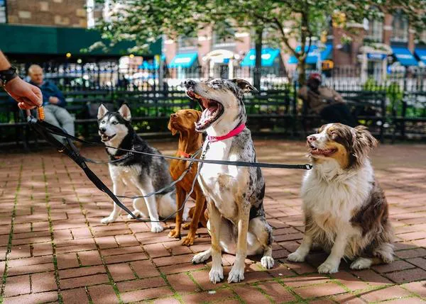 Un estudio analiza cómo cambia la personalidad de los perros con los años (y cómo se adapta a la de sus humanos)