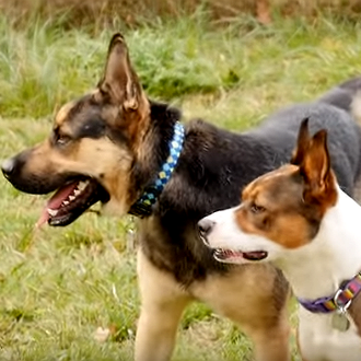 Dos amigos perros abandonados logran vencer al destino y ser …
